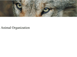 Animal Organization