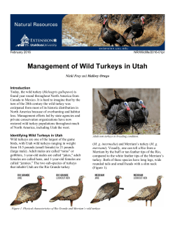 Management of Wild Turkeys in Utah