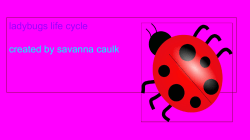 ladybugs life cycle created by savanna caulk