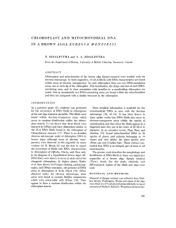 chloroplast and mitochondrial dna in a brown alga
