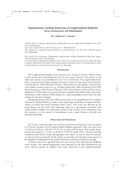 Opportunistic feeding behaviour of rough