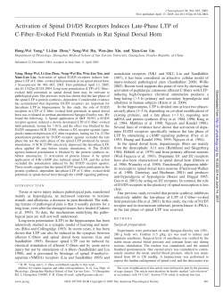 Activation of Spinal D1/D5 Receptors Induces Late
