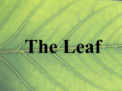 The Leaf - sunysuffolk.edu