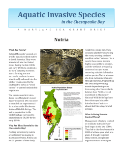 Nutria - Maryland Sea Grant