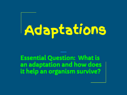 Adaptation Guided Notes (Slides) - Sun Prairie Area School District