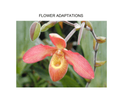 FLOWER ADAPTATIONS