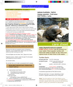 Indian flapshell turtle caresheet