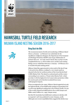 hawksbill turtle field research - WWF