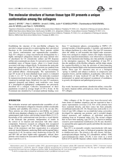 The molecular structure of human tissue type XV presents a unique
