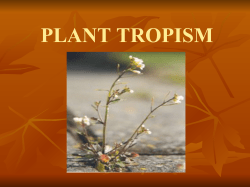 Plant Tropism Powerpoint