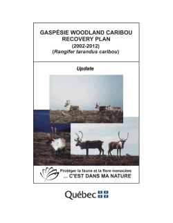 Gasp&eacute;sie Woodland Caribou - Registre public des esp&egrave;ces en p&eacute;ril
