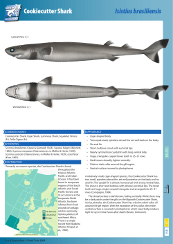 Cookiecutter Shark Isistius brasiliensis