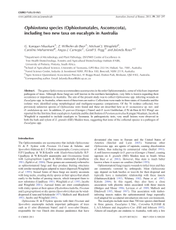 Ophiostoma species (Ophiostomatales, Ascomycota