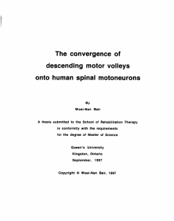 The convergence of descending motor volleys ont0 human spinal