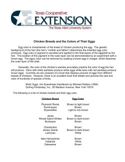 Plymouth Rocks-brown to light brown