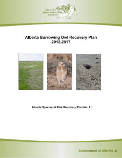 Recovery Plan for Burrowing Owl in Alberta