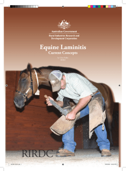 Equine Laminitis