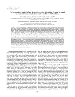Phylogeny of the Beaked Whale Genus Mesoplodon (Ziphiidae