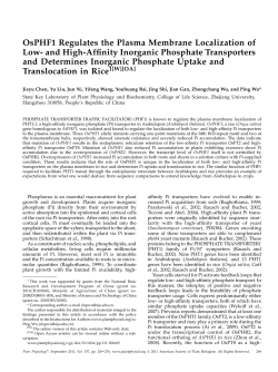 OsPHF1 Regulates the Plasma Membrane Localization of Low