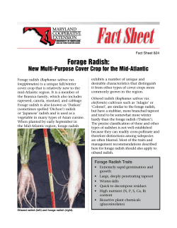 Forage Radish - Department of Environmental Science and