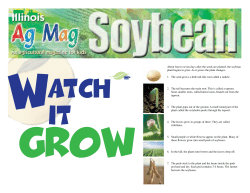 About four to seven days after the seeds are planted, the soybean