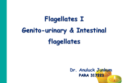 Flagellate