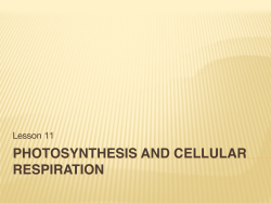 11-Photosynthesis and Cellular Respiration lesson 11