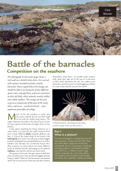 Battle of the barnacles