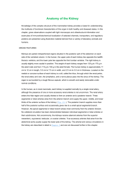 Anatomy of the Kidney