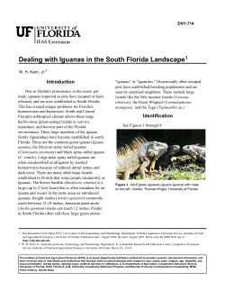 Dealing with Iguanas - Captiva Community Panel
