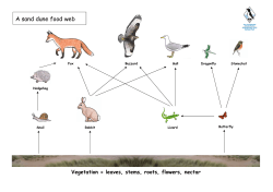 A sand dune food web