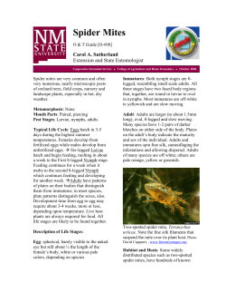 Spider Mites - New Mexico State University