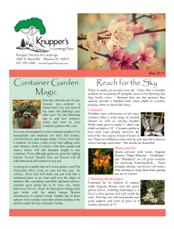 Reach for the Sky Container Garden Magic