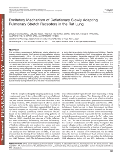 Excitatory Mechanism of Deflationary Slowly Adapting Pulmonary