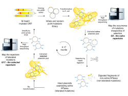 M.HaeIII mutated ORF InDels and random point mutations library