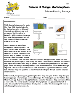Patterns of Change: Metamorphosis