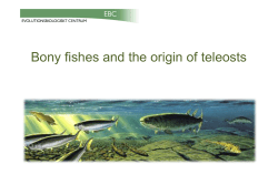 HB_DSF_X_Bony fishes.pptx