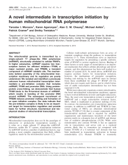 novel intermediate in transcription initiation by human mitochondrial