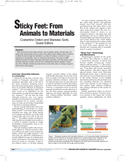 Sticky Feet: From Animals to Materials
