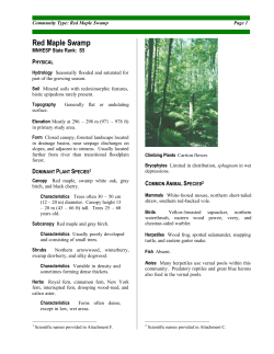 Red Maple Swamp - Green Cities Blue Waters