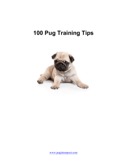 100 Pug Training Tips