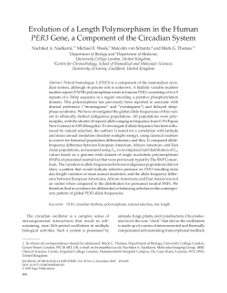 Evolution of a Length Polymorphism in the Human PER3