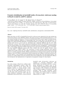 Extensive hybridization in hawksbill turtles (Eretmochelys imbricata