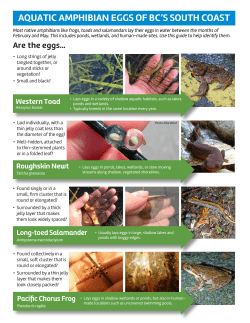 FINAL Egg Mass ID smaller size