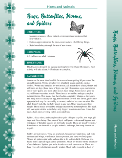 Bugs, Butterflies, Worms and Spiders