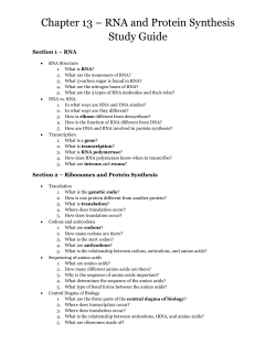 Chapter 13 &ndash; RNA and Protein Synthesis Study Guide