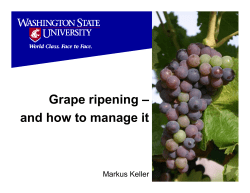 Grape ripening &ndash; and how to manage it