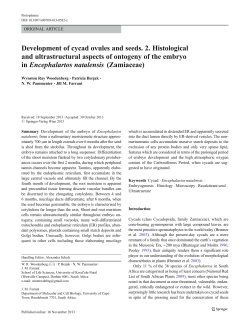 Development of cycad ovules and seeds. 2. Histological and