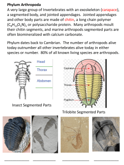 3. Arthropods