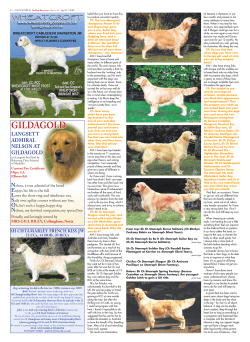 gildagold - Stanroph Golden Retrievers